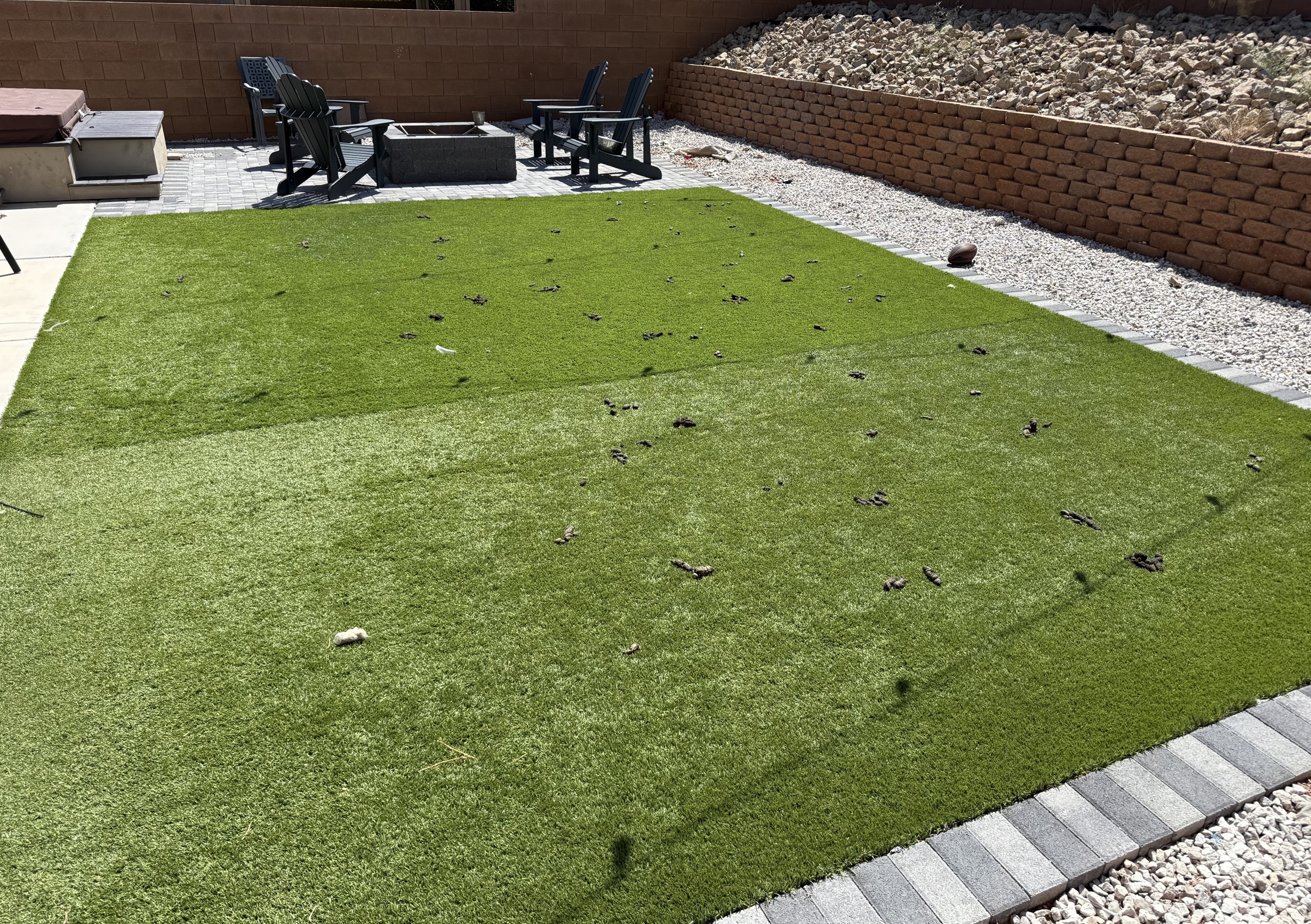 A Las Vegas backyard with dog waste visible along the perimeter before a service visit