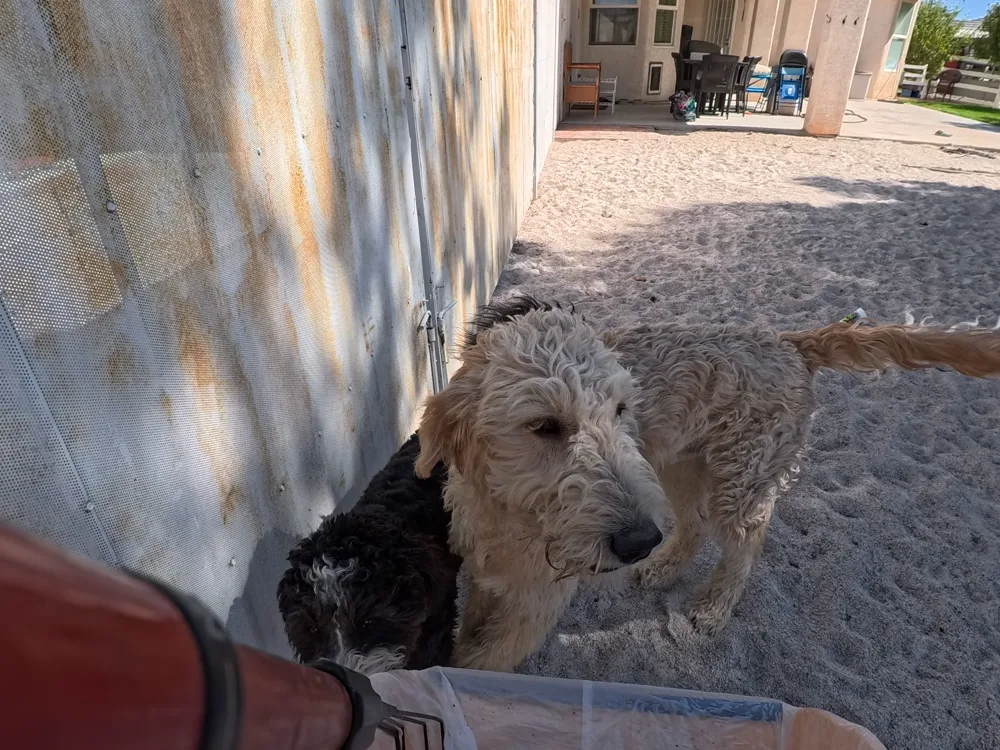 Two dogs waiting at the back door of a Las Vegas home in the evening