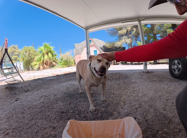 A yellow dog grinning with his eyes shut while getting a scratch on the head in a shaded Las Vegas backyard