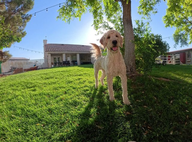 A cream coloured curly haired dog standing under a shade tree on a bright green backyard lawn