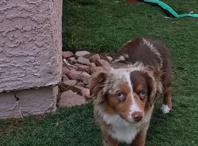 A blue eyed red merle puppy looking straight up at the camera on green turf
