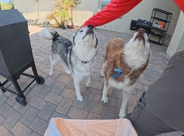 Two huskies on a paver patio, both looking straight up at a hand reaching down to say hello