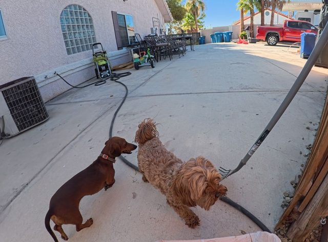 A dachshund and a curly coated doodle standing nose to nose on a swept concrete side yard