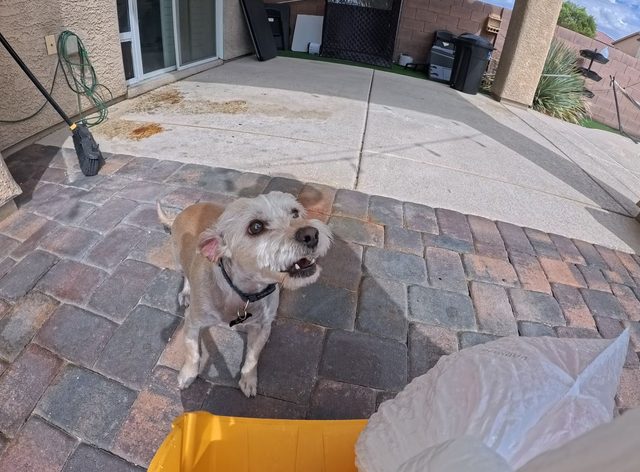 A small scruffy terrier looking up with his mouth open on a paver patio