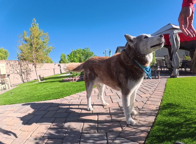 A red and white husky in a blue bandana looking up at a hand above him beside a strip of green turf