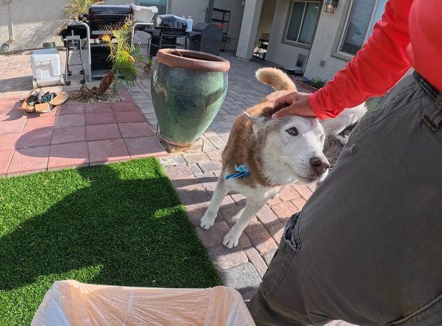 A red and white husky leaning into a scratch on the head beside a strip of artificial turf