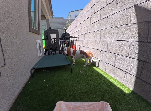 A red and white hound walking the shaded strip of turf along a block wall