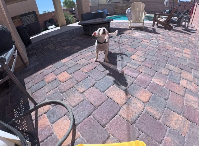 A small cream coloured dog up on his back legs mid bark on a paver patio