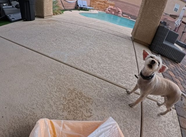 A small white dog barking up at the camera on a pool deck