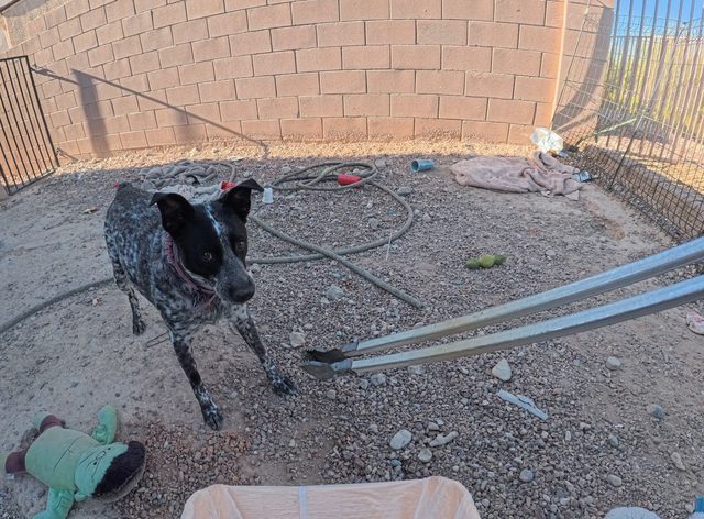A black and white speckled dog looking straight at the camera in a gravel backyard while a second dog rests by the house