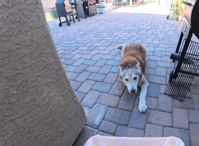 A red and white husky lying down on a paver patio, watching the work