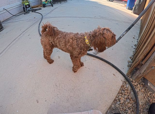A red coated doodle crossing a concrete side yard while a dachshund watches from the corner of the frame