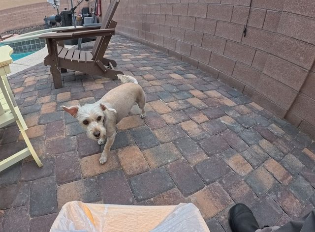 A tan wire haired terrier standing on a paver patio, looking up at the camera
