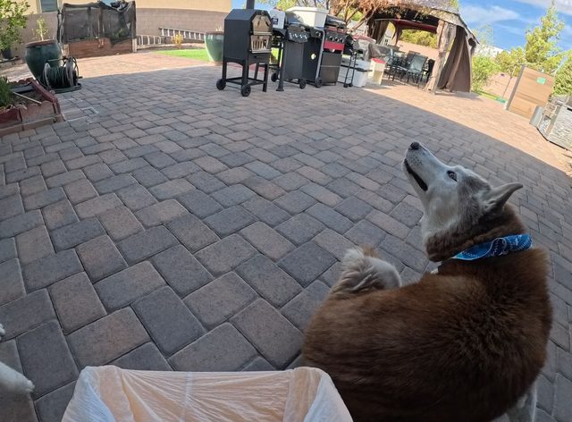Two huskies on a wide paver patio, one of them tipped back and howling