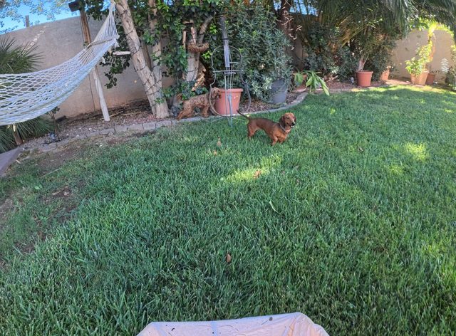 A dachshund standing in the sun on a big green backyard lawn