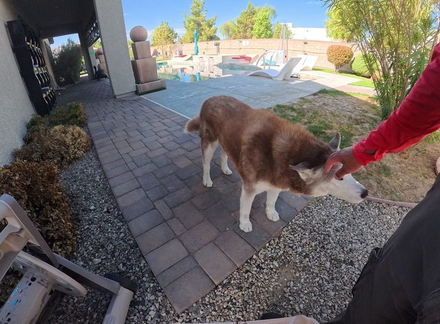 A red and white husky getting a scratch behind the ear on a paver walkway beside a pool