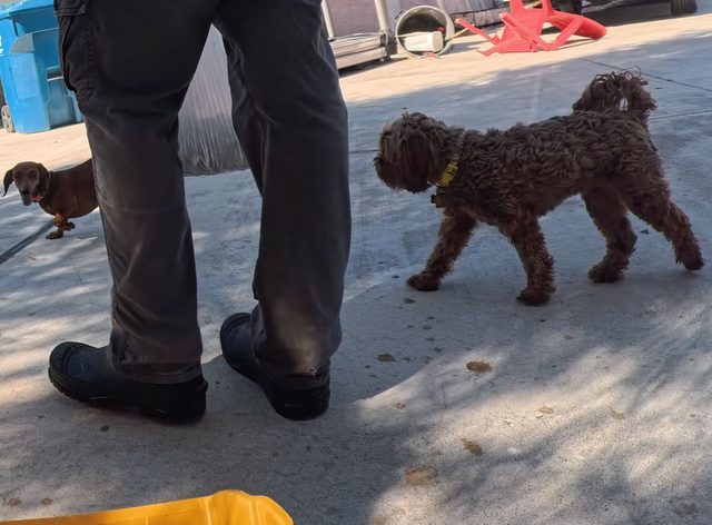 A dachshund and a doodle walking either side of a pair of work boots on a driveway