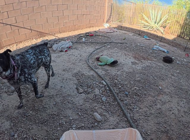 A black and white speckled dog turning to look at the camera in a gravel backyard