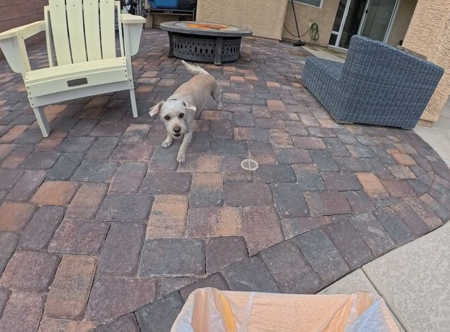 A small scruffy dog trotting across a paver patio toward the camera