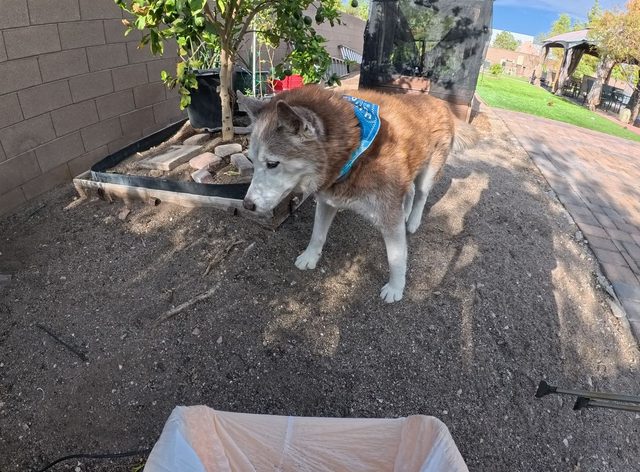 A red and white husky in a blue bandana standing in a freshly cleared planter bed