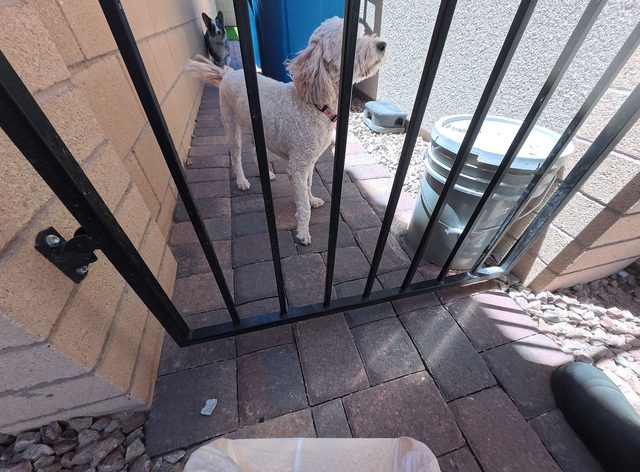 A cream coloured doodle waiting behind an iron side gate with another dog just behind him