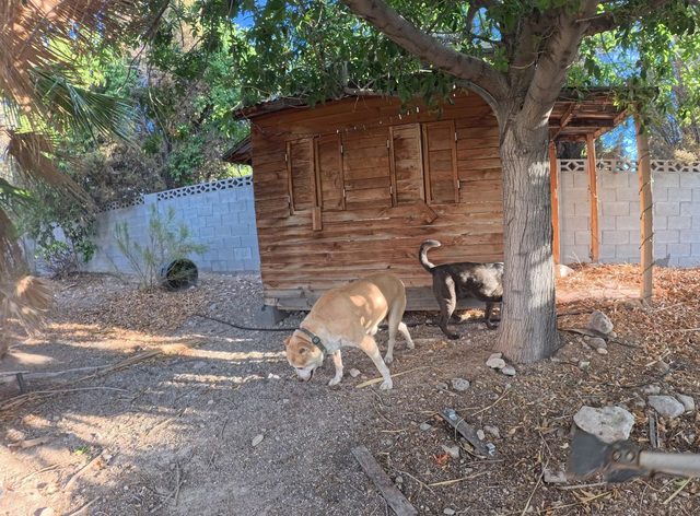 A tan dog and a speckled dog nosing around the shade of a wooden shed in a desert yard