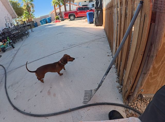 A dachshund standing on a swept concrete side yard, looking off toward the front of the house