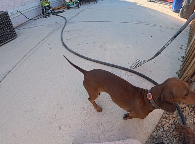 A dachshund with his tail straight up, walking the length of a clean concrete side yard