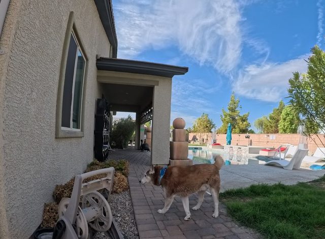 A red and white husky walking the paver path along the house toward the pool