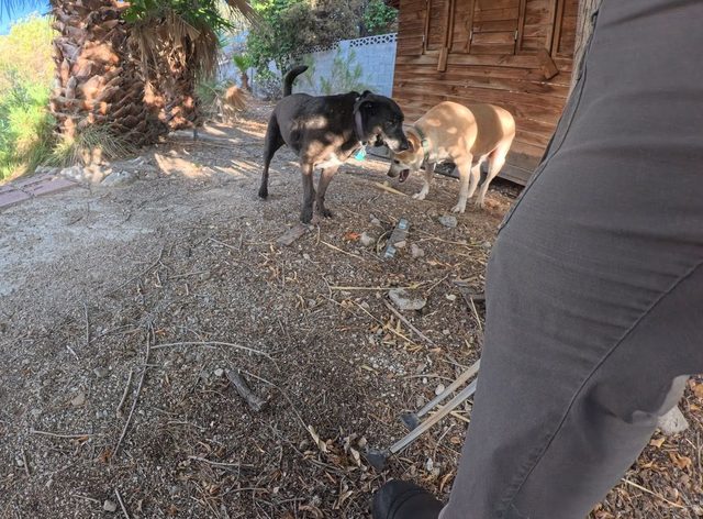 A black dog and a tan dog greeting each other at the edge of a shaded desert yard