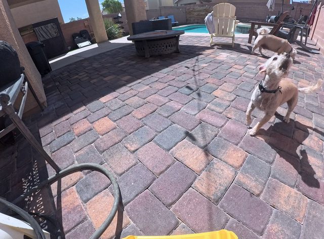 Two small light coated dogs crossing a paver patio, one of them looking up at the camera
