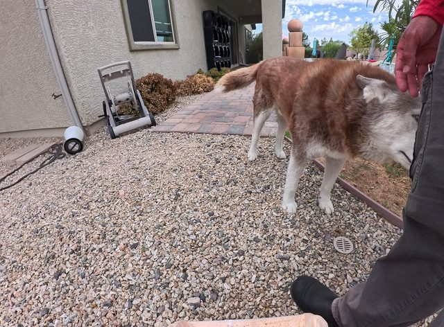 A red and white husky standing in a gravel bed getting a scratch on the head while I work the path behind him