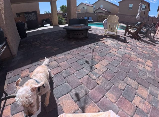 A scruffy cream coloured dog nosing along a paver patio beside a fire pit