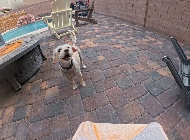 A scruffy white dog standing by a fire pit on a paver patio, looking up mid bark