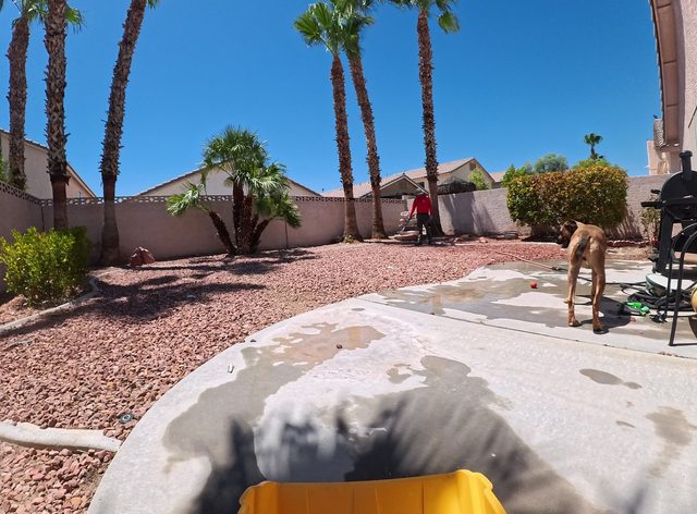 A tan dog standing at the edge of a freshly rinsed patio while I work the far side of the yard
