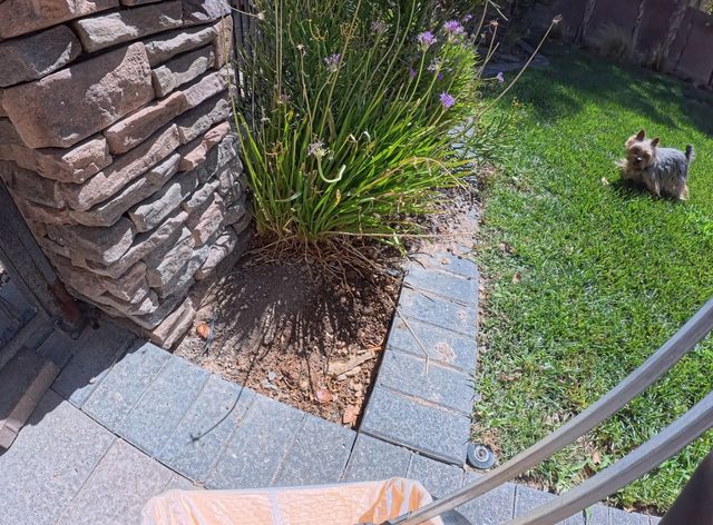 A small terrier watching from across a sunny lawn while the side gate stands open