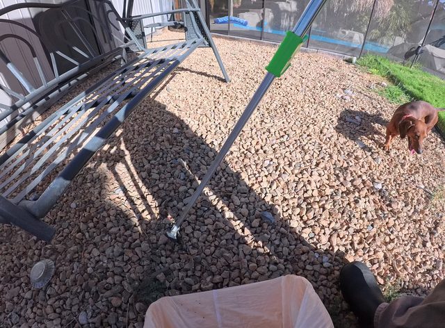 A small red brown dog standing on a gravel backyard beside a patio swing