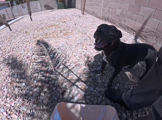 A black dog with a white chest grinning up while getting a scratch in a gravel side yard