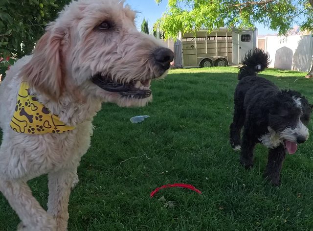 A cream coloured doodle in a yellow bandana on a green lawn with a black curly coated dog trotting up behind him