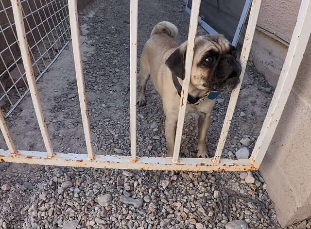 A fawn pug watching me through the white side gate of a gravel side yard
