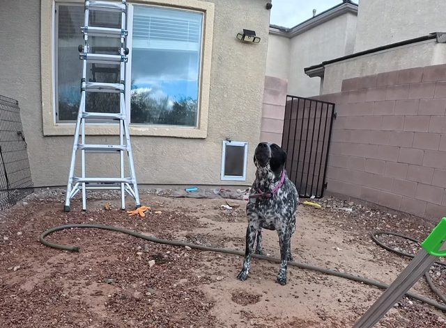 A black and white speckled dog standing in a bare dirt yard with a ladder leaning on the house behind him