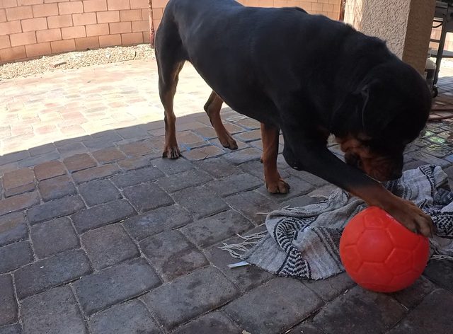 A rottweiler nosing his red ball on a paver patio beside a block wall