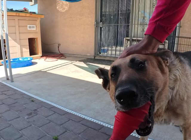 A German shepherd carrying a red toy across a concrete patio while a hand reaches down to pat his head