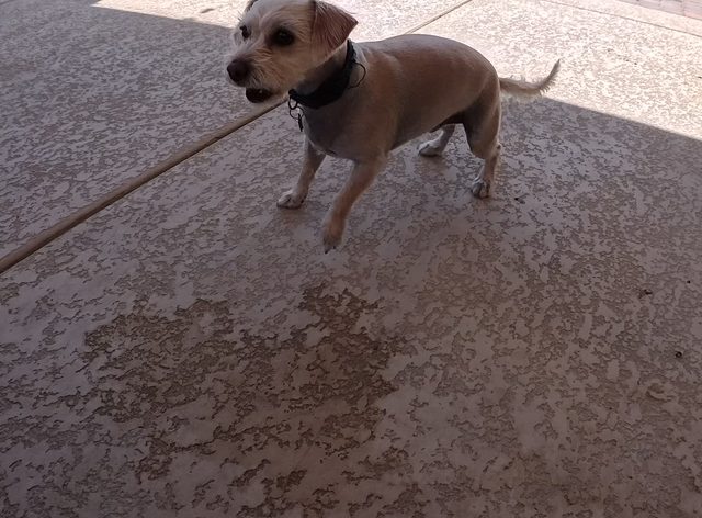 A small tan terrier standing on a freshly rinsed pool deck, looking straight at the camera
