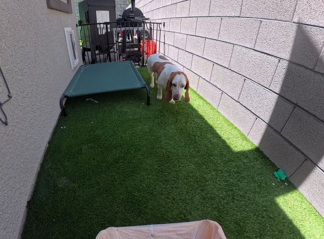 A white and tan beagle walking the turf strip along a block wall past his raised cot