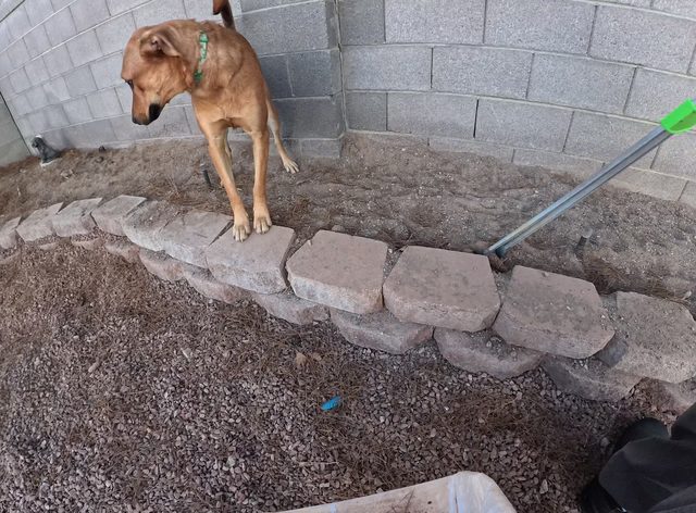 A yellow dog standing up on the stone edging of a dirt planter bed with his nose down