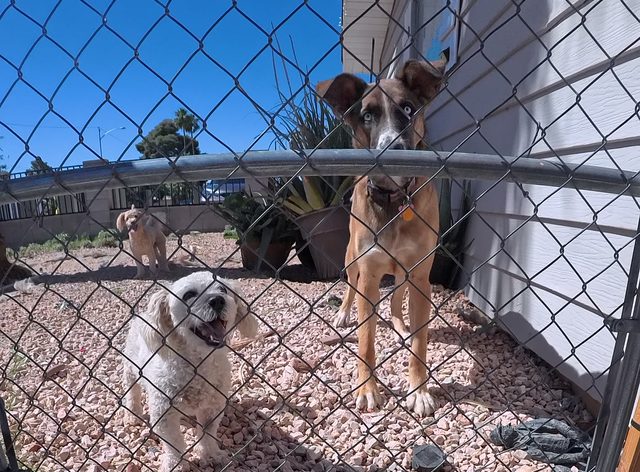 A white fluffy dog and a tan shepherd mix waiting behind a chain link gate in a gravel side yard