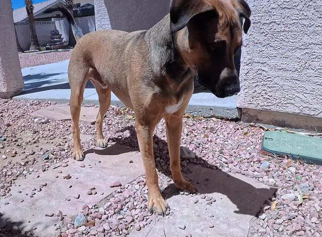 A tan shepherd mix with a dark muzzle standing on a rock strip beside the house with his head tilted