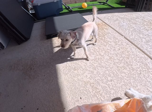 A small white dog trotting across a wide concrete patio toward the camera