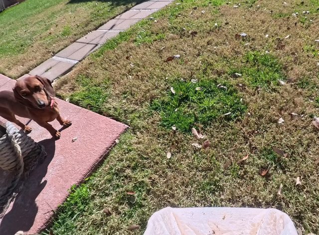 A brown dachshund stepping off the paver edging onto a patchy back lawn